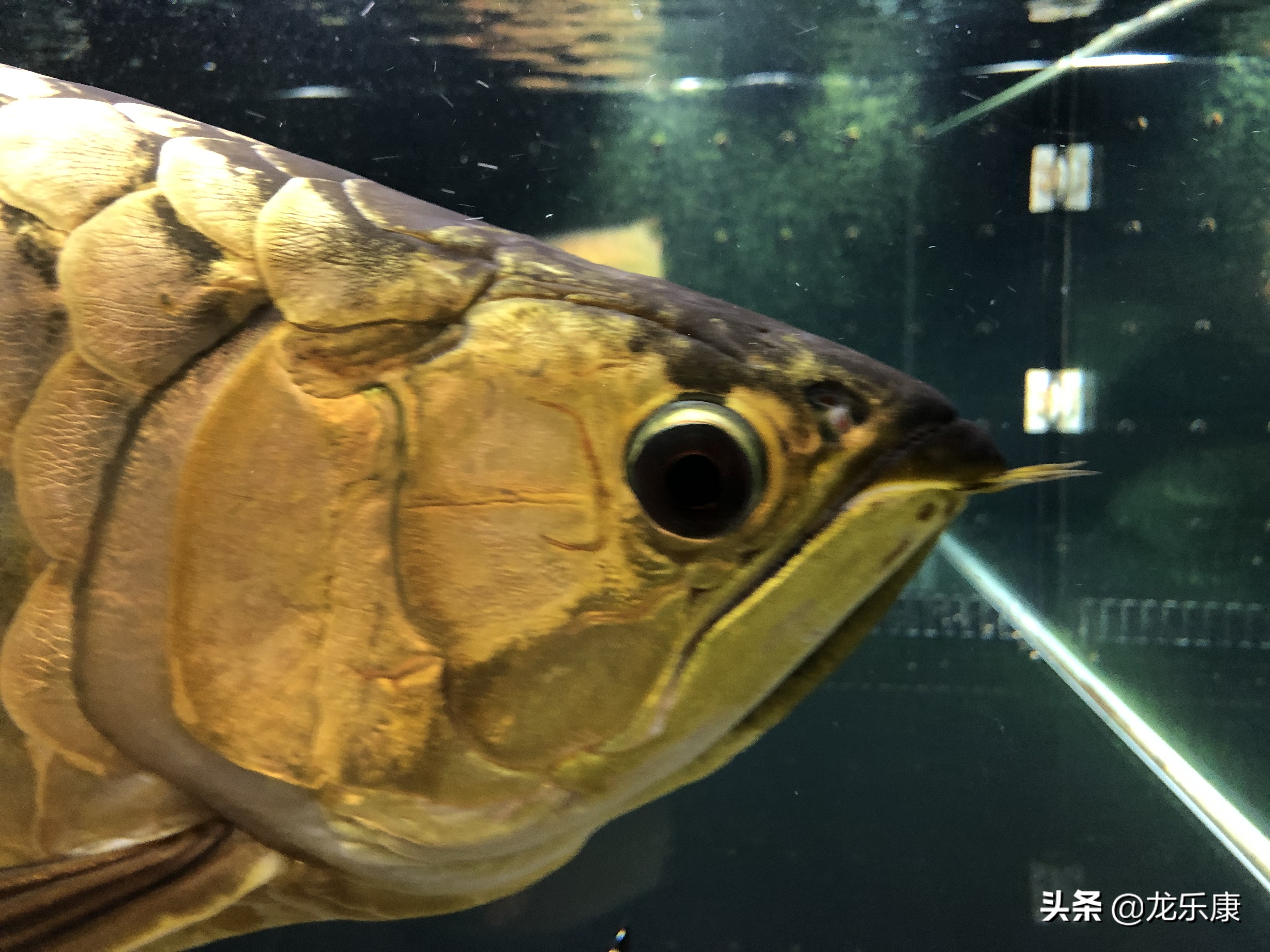 怎么形容龙鱼专业术语,龙鱼介绍