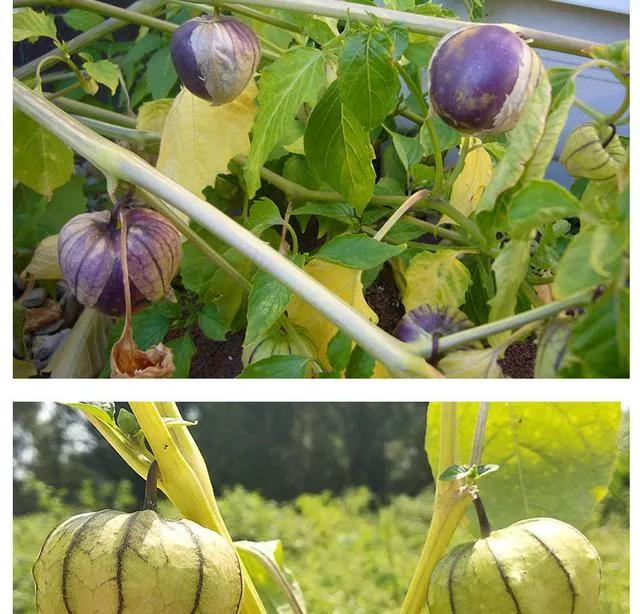 70后的记忆80年代,70后时代记忆