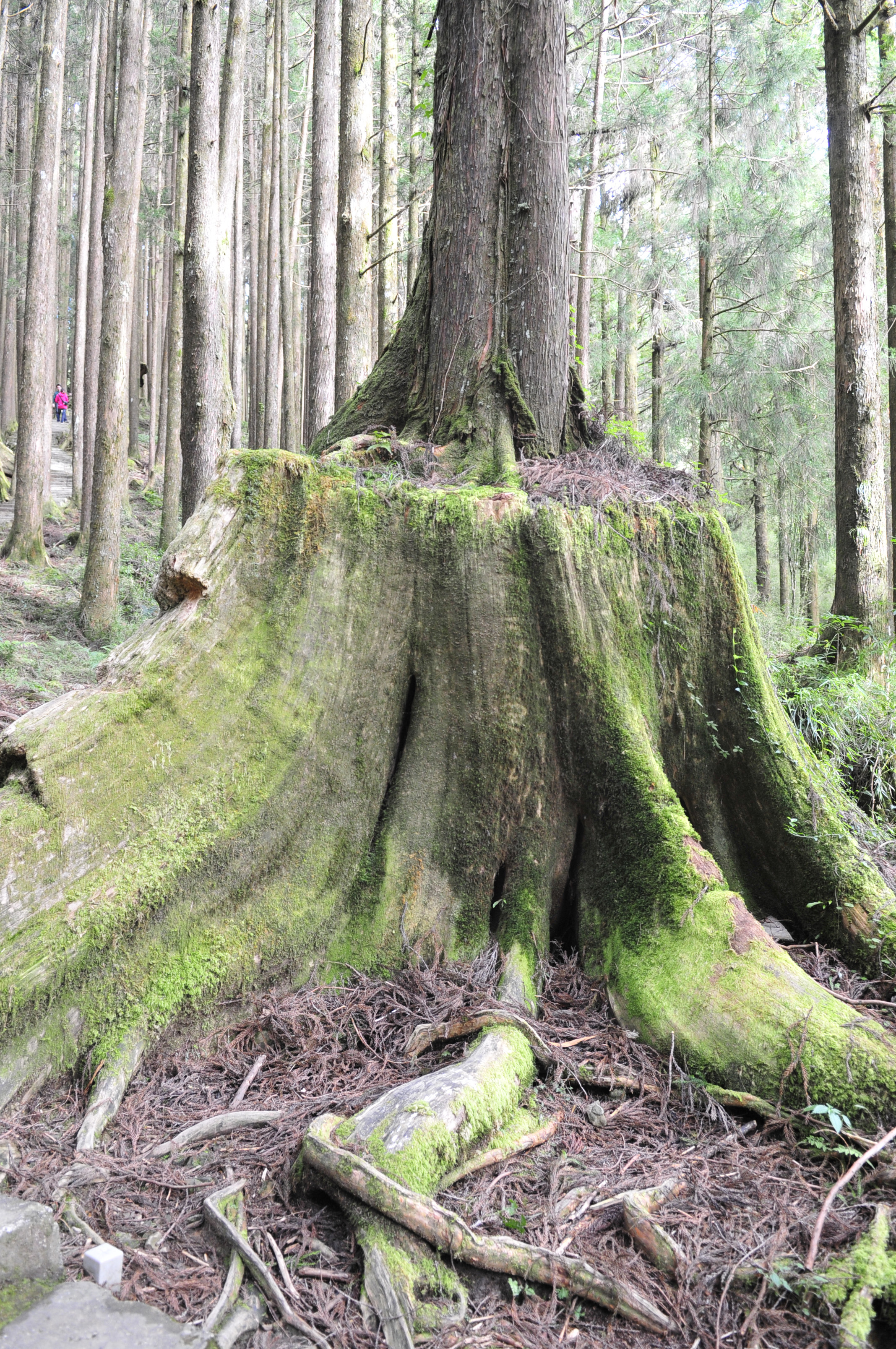 阿里山的故事传说,阿里山讲了一个什么故事