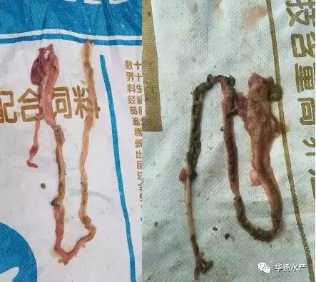 草鱼肚子鼓胀怎么急救,草鱼缺氧最快的急救方法