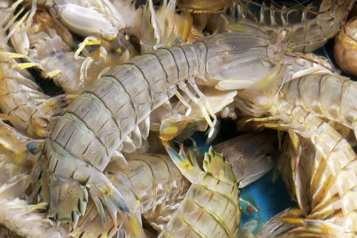 皮皮虾的做法水煮几分钟熟,清水煮皮皮虾的正确做法