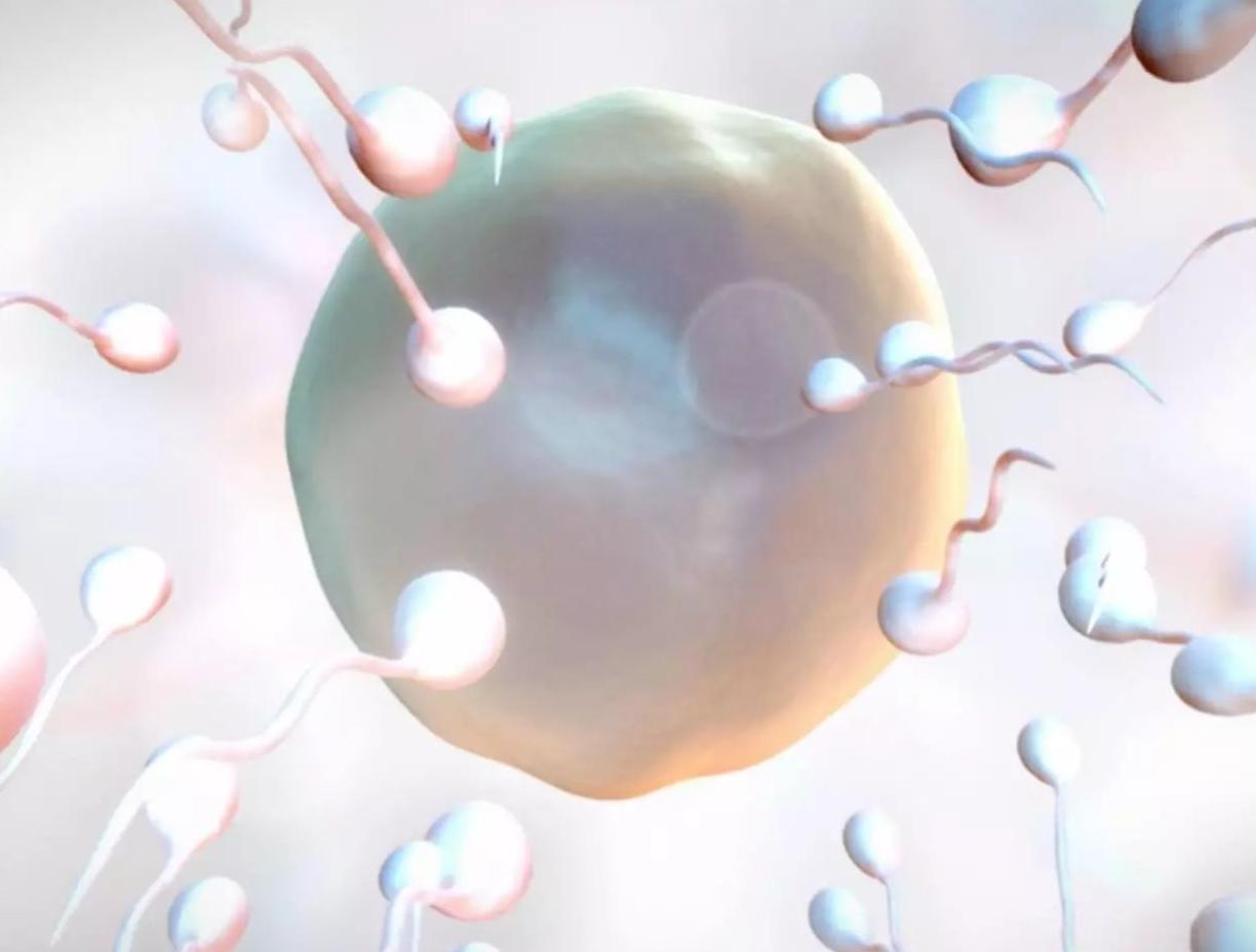 没能和卵子结合的精子，都跑哪儿去了？或许比你想象得更“惨烈”