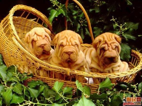 鐙楃嫍澶у叏鍙埍,鍙埍鐨勫皬鐙楃嫍閫佺粰鐖辩嫍浜哄＋