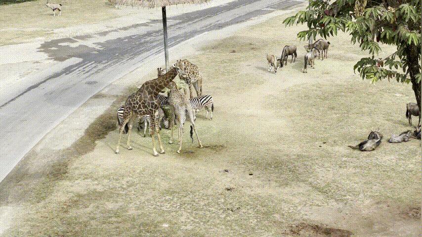广州长隆野生动物园游玩攻略最新,长隆野生动物园亲子游三天