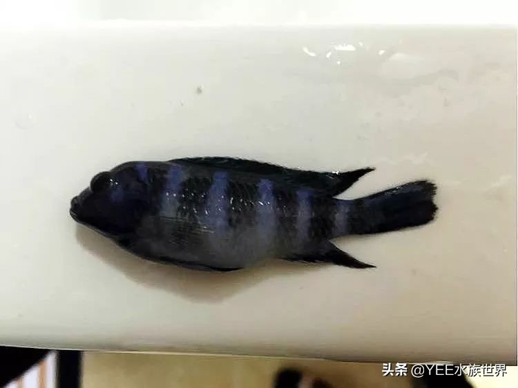 养慈鲷常见问题,养慈鲷注意什么