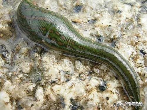 龟消瘦不进食,龟严重腐甲