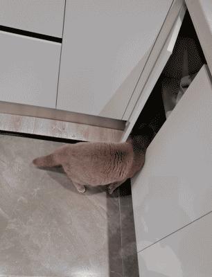 打造人宠共乐的家—“铲S官”的装修笔记