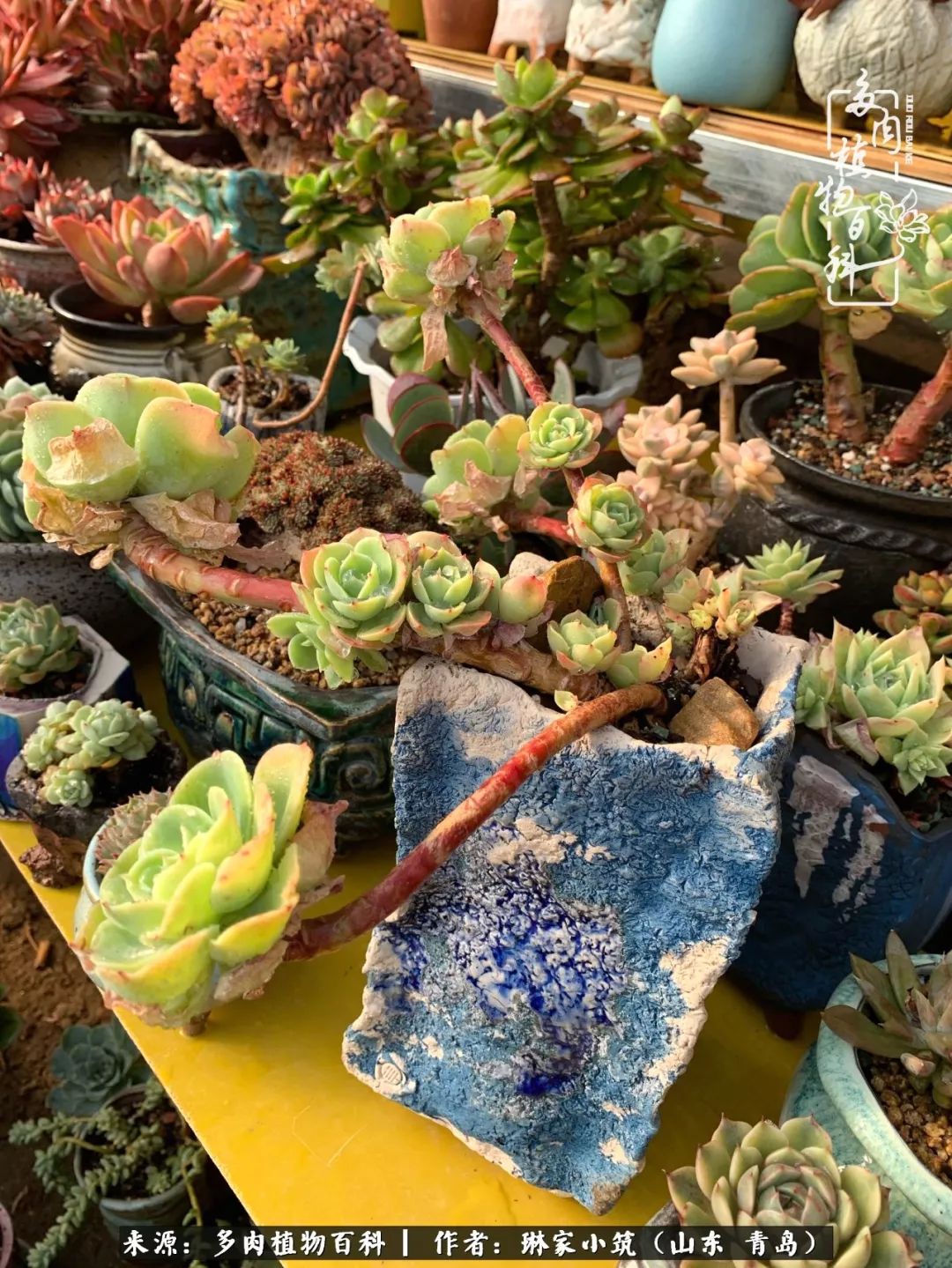 多肉冬季搬进屋里前需要浇水么,多肉过冬