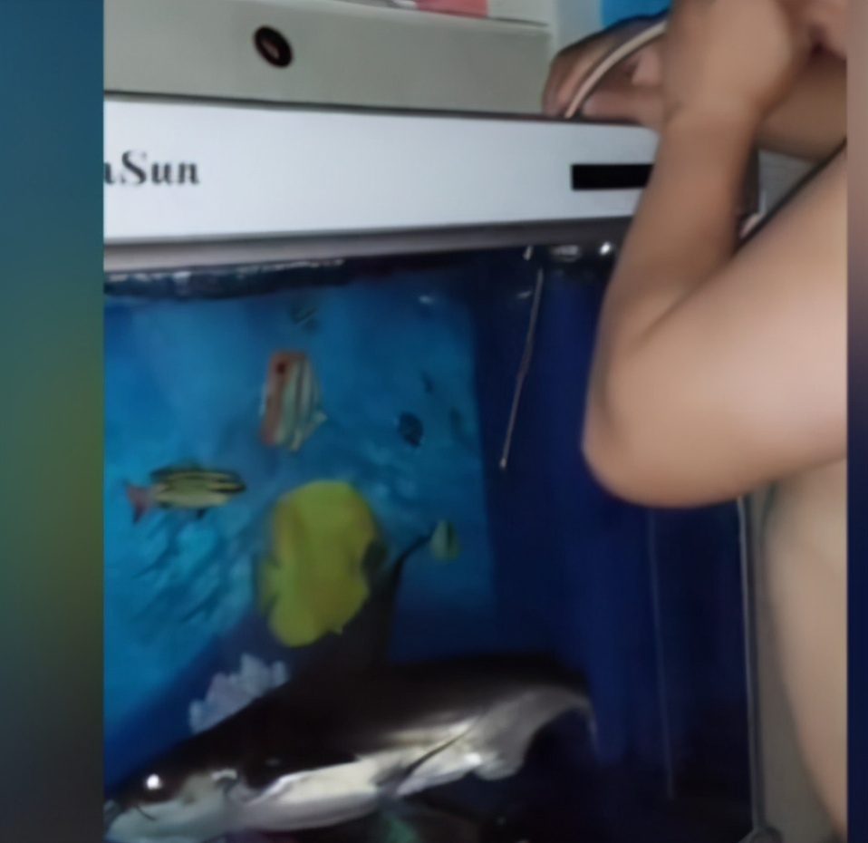 鱼缸停电怎么防止鱼缺氧,遇到停电如何给鱼缸增氧