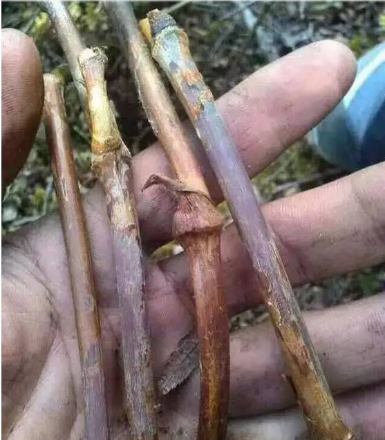 等疫情结束了我想回安徽,等疫情结束了我想回趟老家