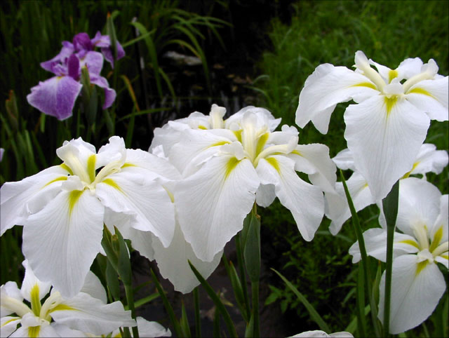 浅谈古代室内的那一抹绿意