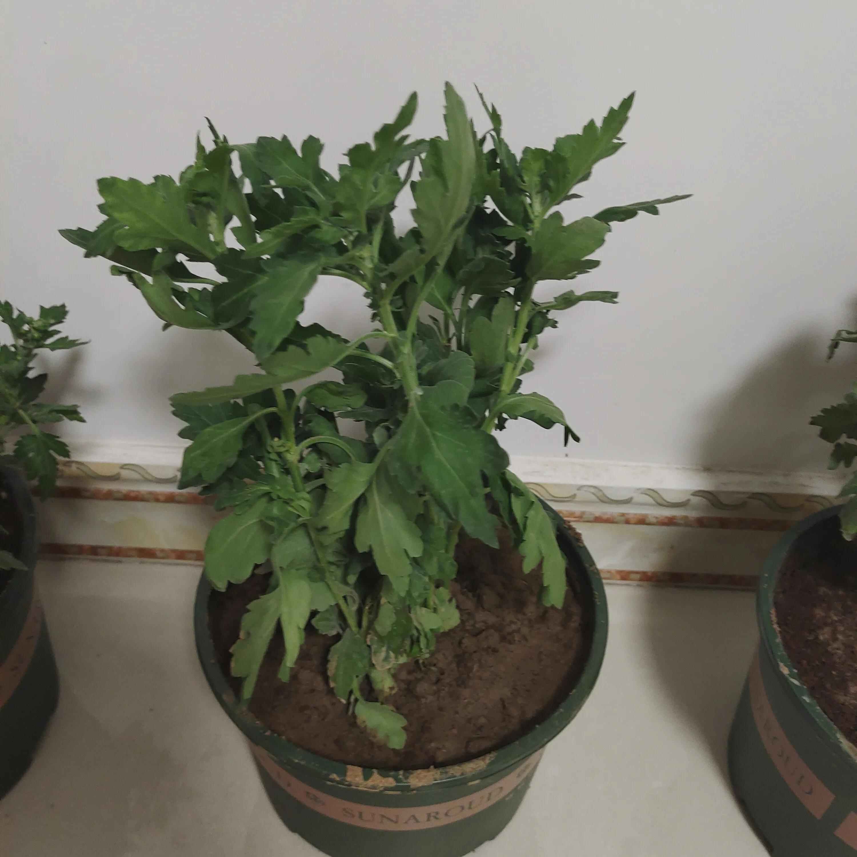 菊花苗怎样种植成活率高,拼多多上买的菊花种子是真的