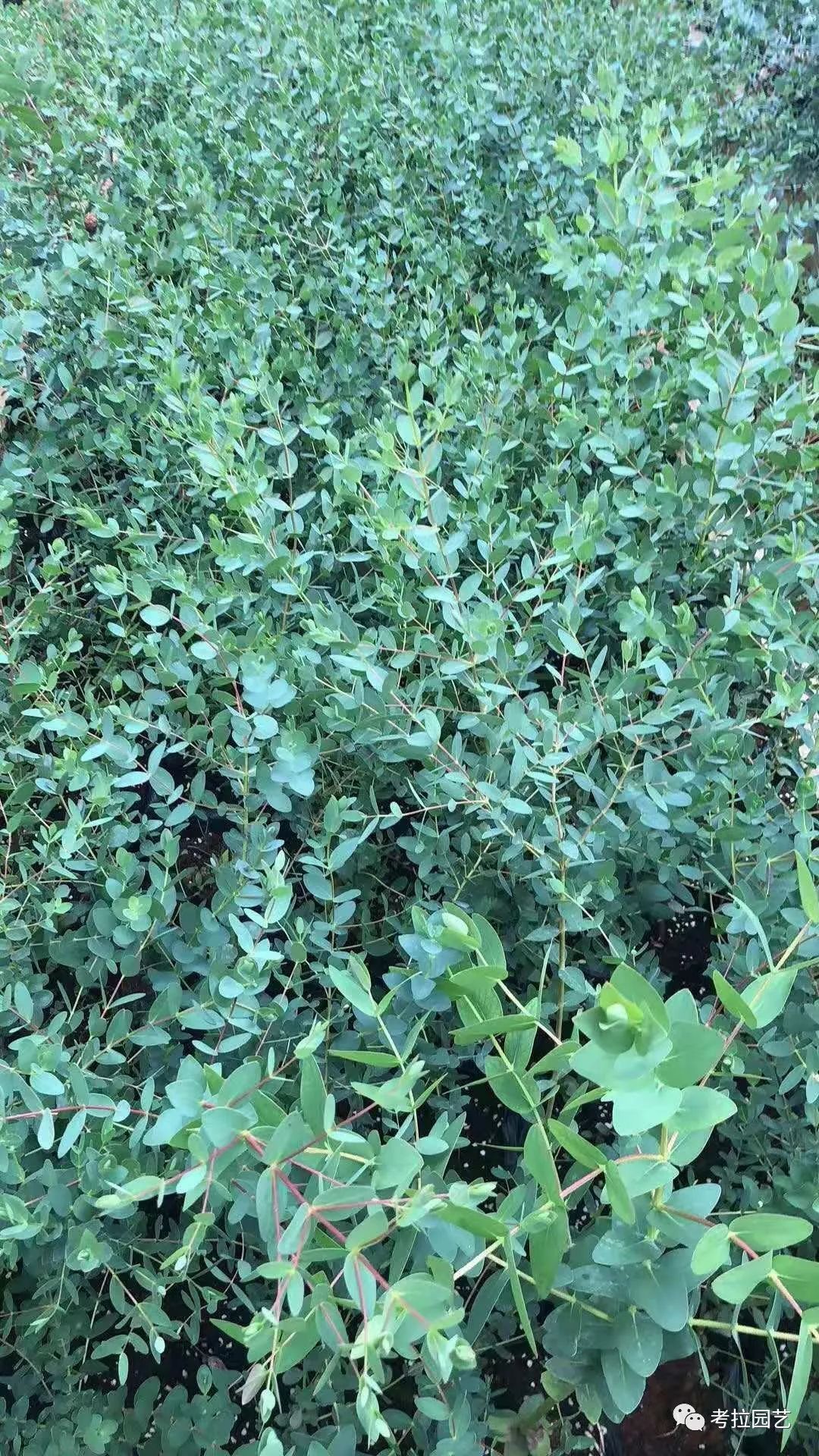 大地的恩赐图片,大地的馈赠是大天域吗