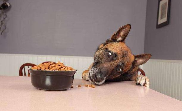 小土狗什么时候才会吠叫,六种犬