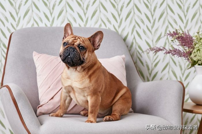 适合家庭的十大犬种,家庭宠物犬的推荐犬种