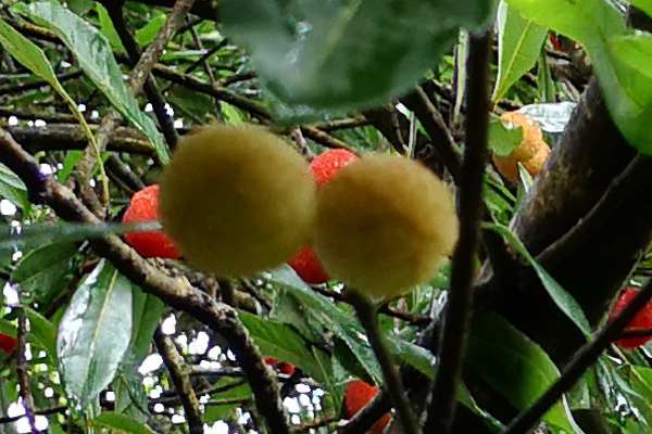 杨梅很酸怎么样才能更甜,为什么野杨梅那么酸