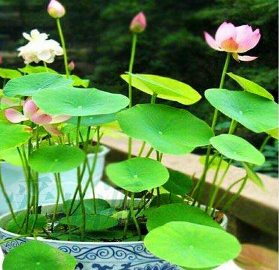 碗莲长势不佳，不开花，栽种时要注意这些细节