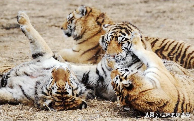 老虎和狮子能繁育下一代吗,小老虎能融入狮群吗