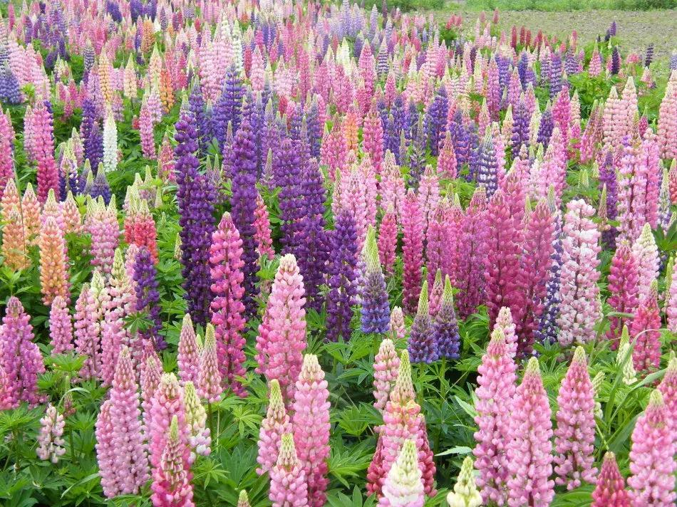 100种百花图谱大全,好书推荐快来领取你的宝藏书单