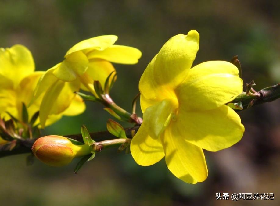 木樨科的花花“真乖”，一朵朵开花不断，越来越爱