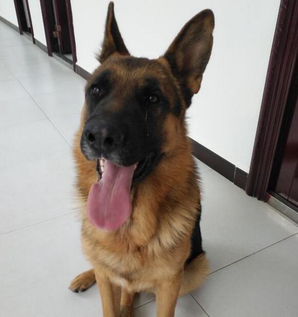 养德牧的乐趣是什么,养德牧是种什么体验德国牧羊犬