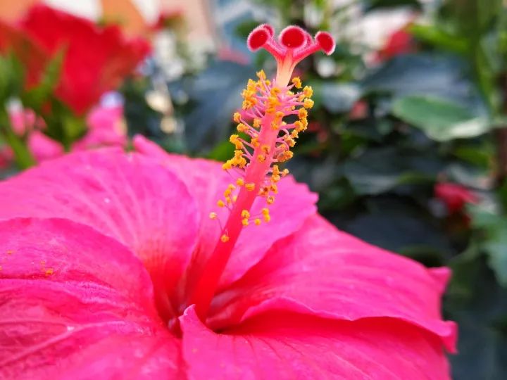 2018年新iphone拍照,iphone2019摄影