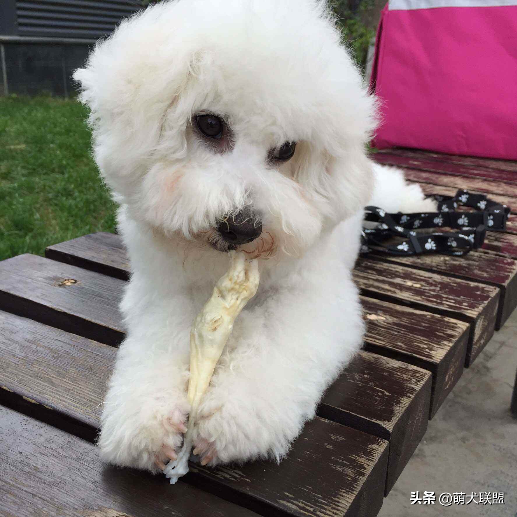 狗狗如何有效去除泪痕,狗狗泪痕好了还需要吃泪痕液吗