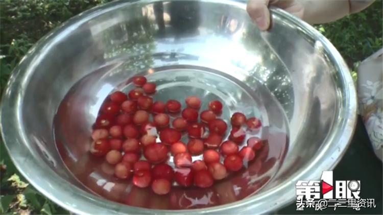 都说樱桃有虫子樱桃到底能不能吃,樱桃泡出来虫子是什么