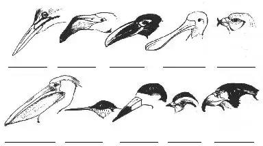 小鸟如何开食,鸟怎么开食算成功