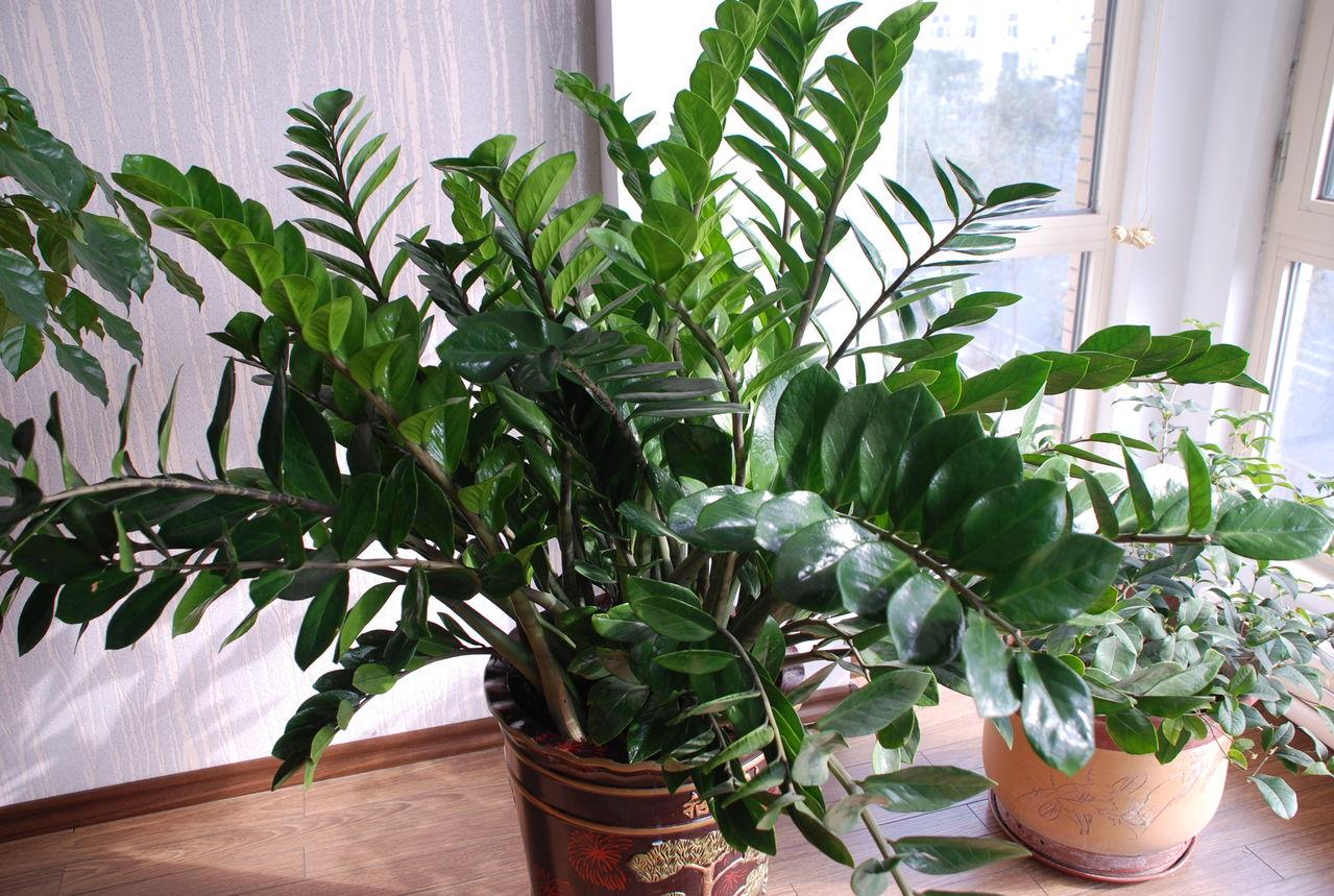 金钱树怎么才能养得又粗又壮,如何养金钱树才能枝繁叶茂