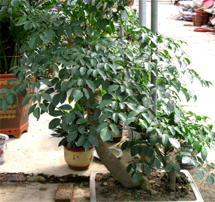 富贵树养殖方法与注意事项,富贵树的养殖方法和注意事项盆栽