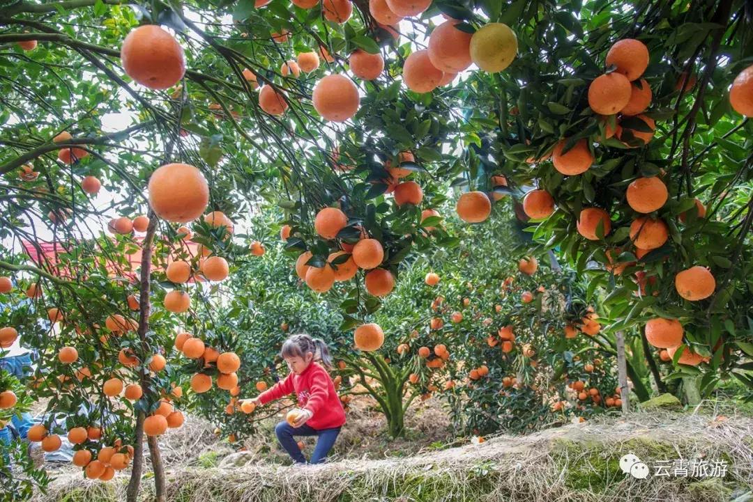 山海闽西南|乐吃、乐游、乐开怀！带上这份攻略，玩转云霄白石村~