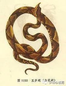 中药药材大全及功效,补肾中药大全及功效