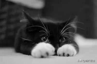 中华田园猫就是叫土猫？论给猫起名，古人可比我们强多了