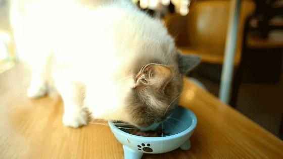 「椒霸霸×1CAKE」联名来啦！只要28.9元，和爱宠共享悠然午后