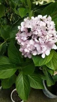 洛阳养子沟旅游,养子沟攻略