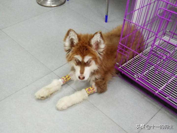 犬瘟热幼犬的10个征兆,幼犬得了犬瘟热会传染人吗