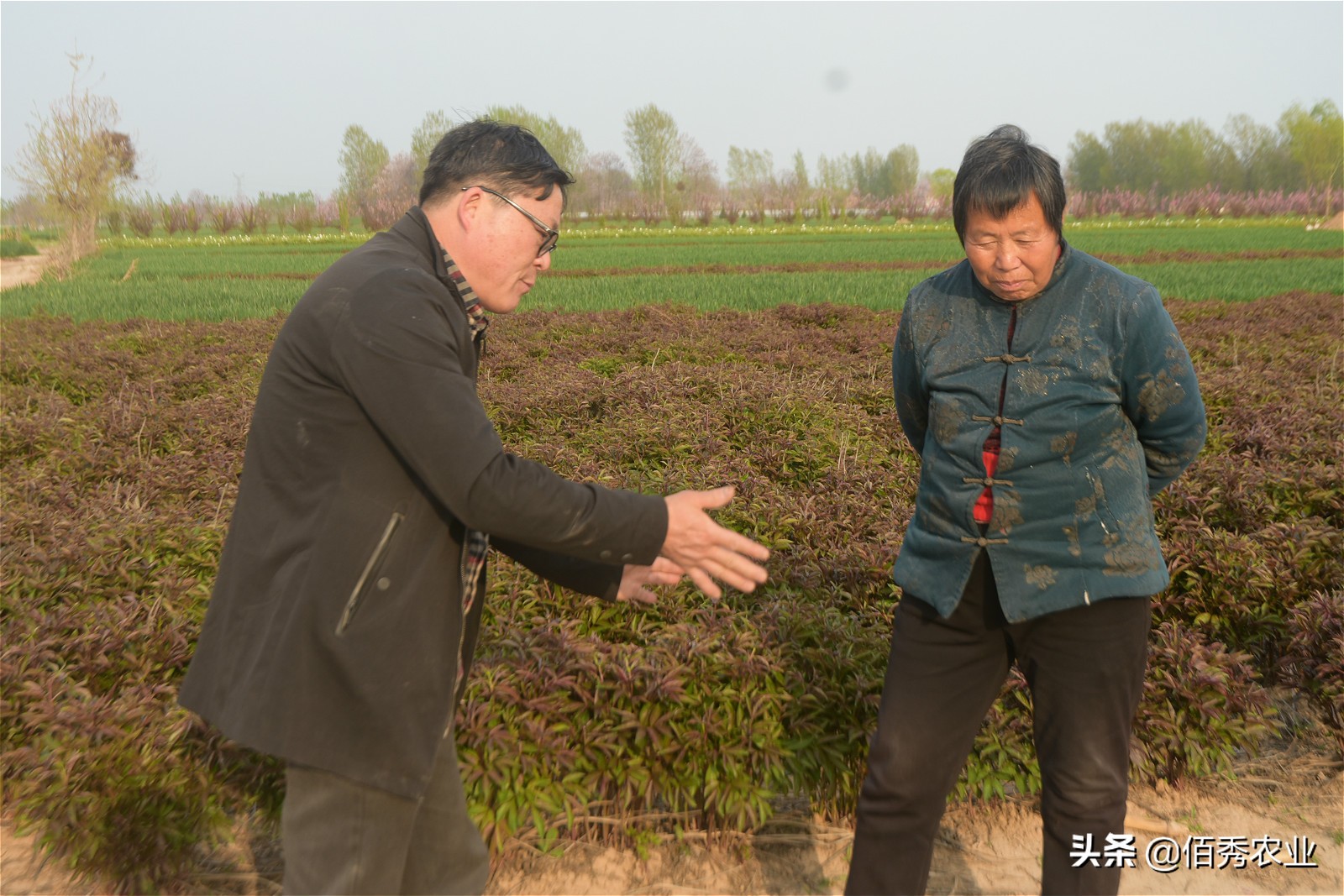 专治地下害虫蛴螬的农药,草坪蛴螬的防治用什么农药