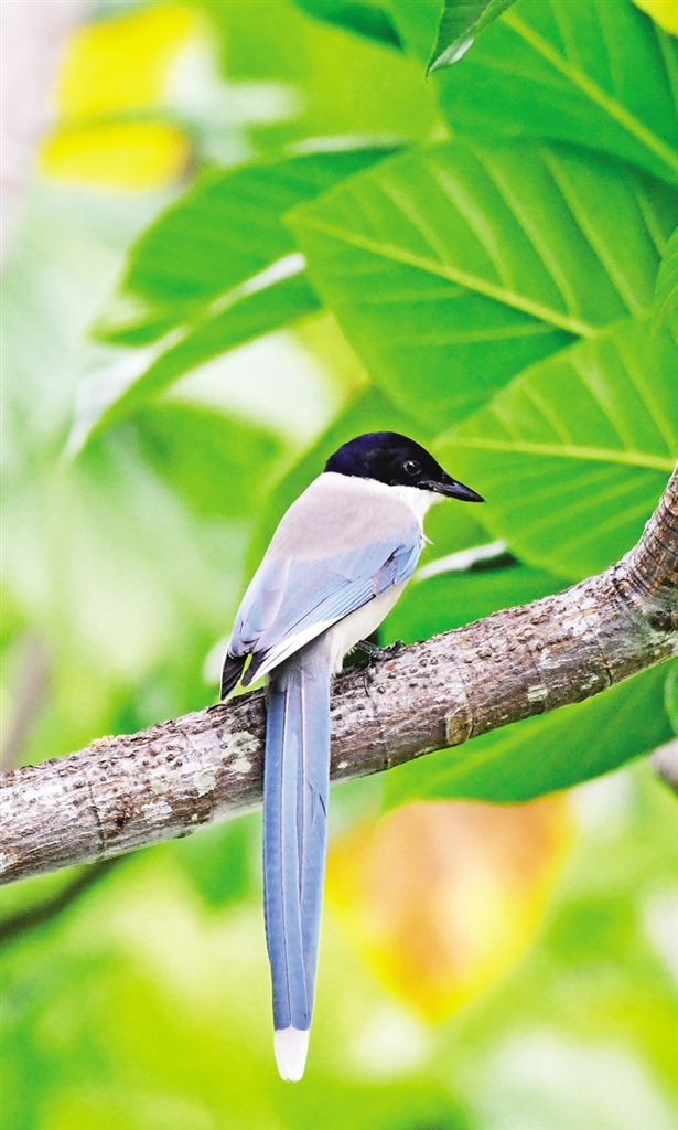 鐏板枩楣婄殑鐪熷疄瑙嗛澶忓ぉ,鐏板枩楣婂叕鍥彲浠ョ湅鍒板悧