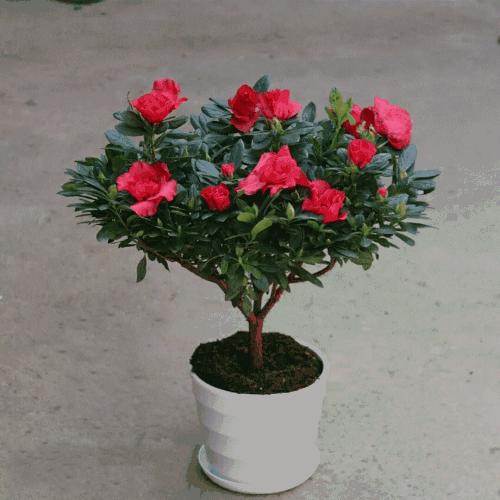 杜鹃花黄叶家用小妙招,杜鹃黄叶干枯怎么办