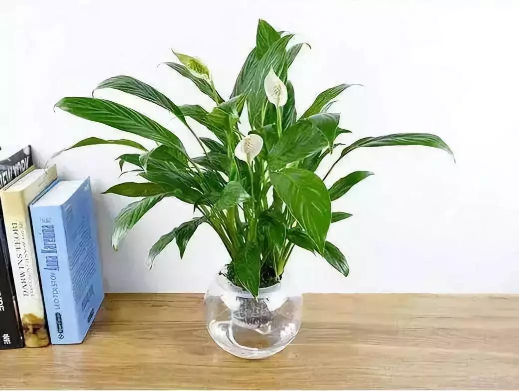 什么花吸甲醛油烟,能吸甲醛油烟的20种植物家家必养