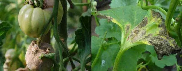 50种常用杀菌剂大全,五种杀菌剂使用注意事项有哪些