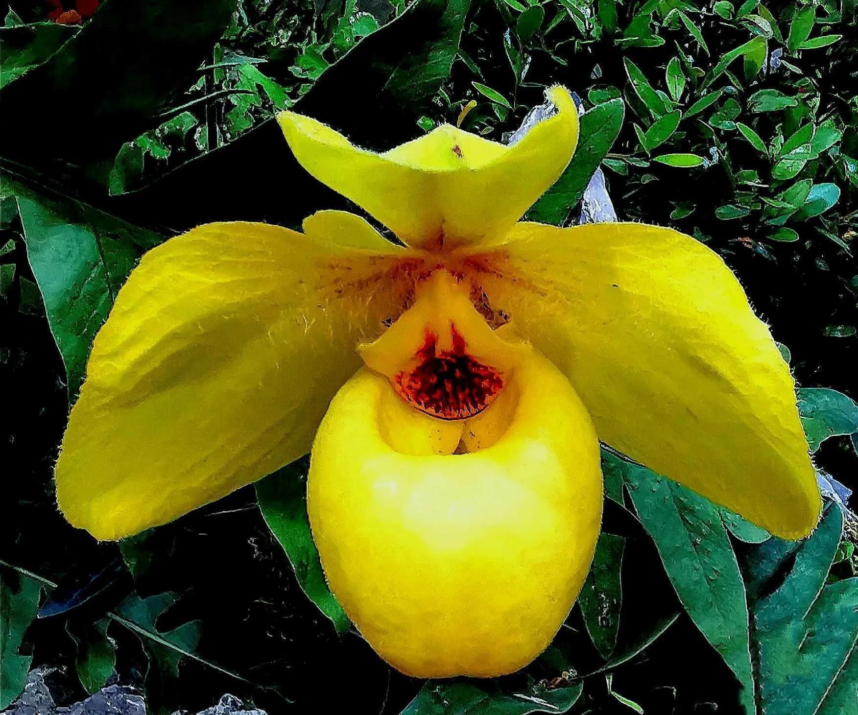 兰花高洁的古诗,高洁典雅的兰花壁纸