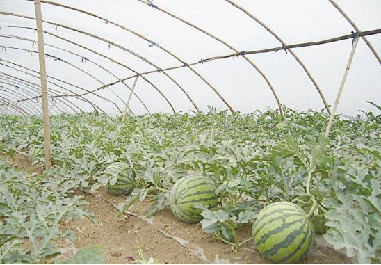 8424西瓜吊蔓种植的方法和技术,麒麟西瓜8424露天种植方法和管理