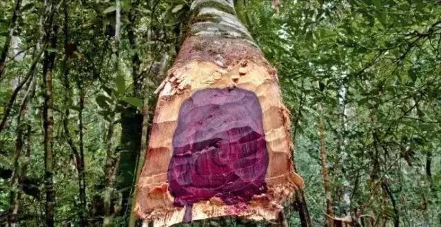 红木家具木材品种进口价格及图片,目前红木家具木材价格