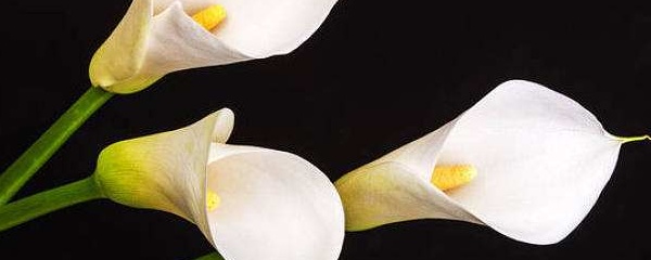 马蹄莲开完花还用重新种吗,马蹄莲花开完后怎么养