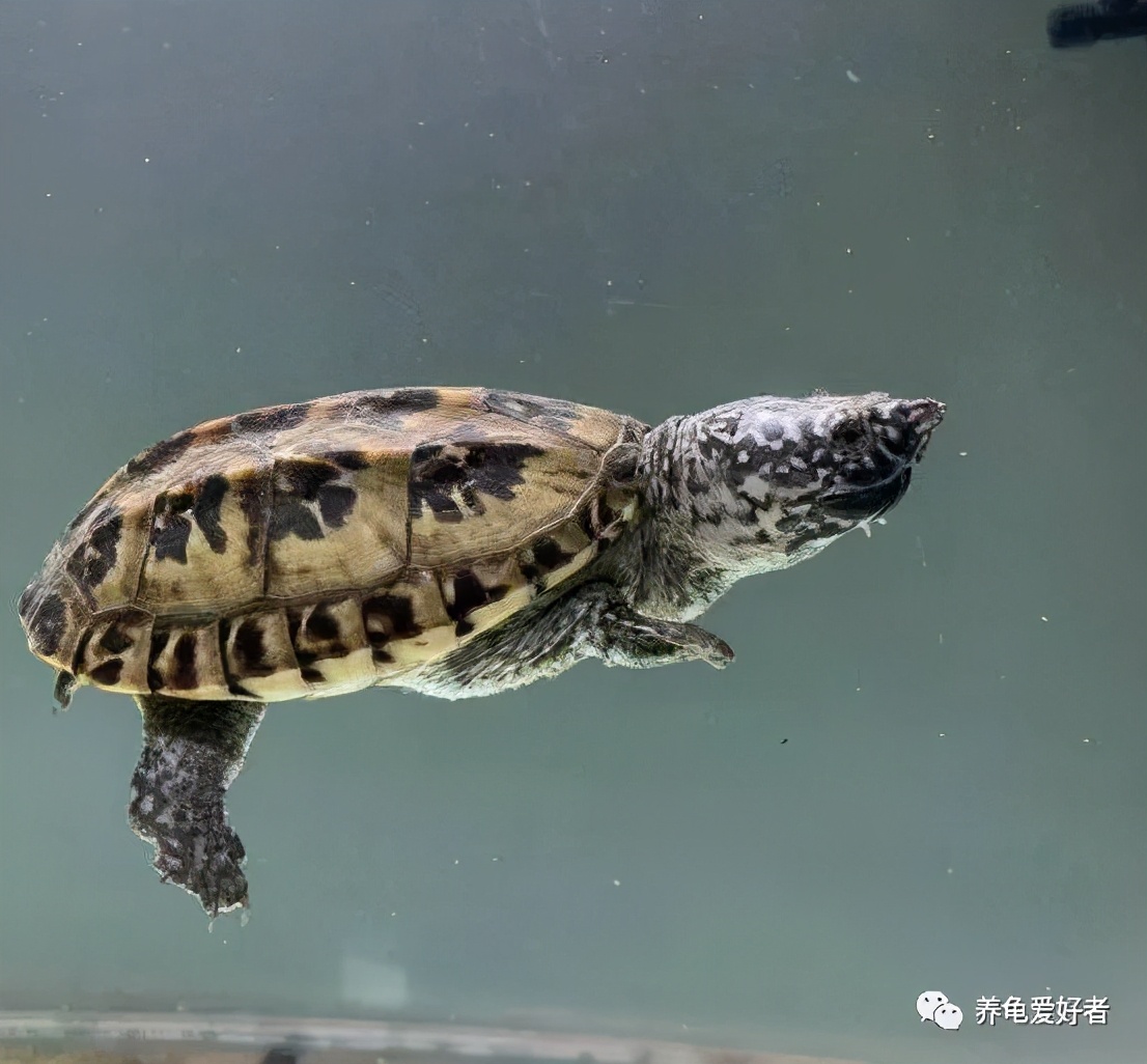 养龟的30个小知识看看会有用的,哪种龟最好养又健康