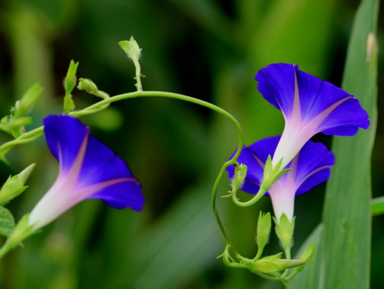 硬枝老鸭嘴开花,硬枝老鸭嘴几年开花