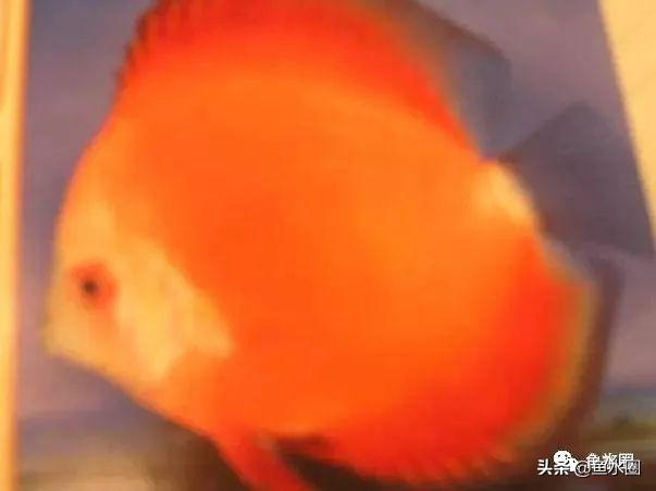 七彩神仙最好看的品种,七彩神仙多大分品种