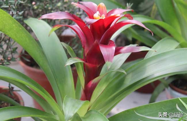 凤梨花叶子发黄怎么办,凤梨花叶子发黄枯萎怎么办